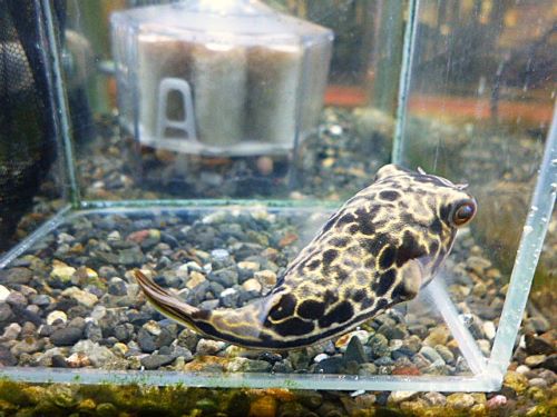 テトラオドン　ムブ