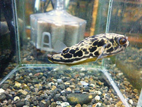 テトラオドン　ムブ