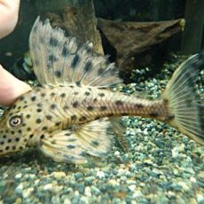 スポットコクリオドン　２０２６年３月７日入荷