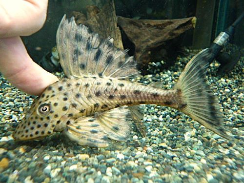 スポットコクリオドン　２０２６年３月７日入荷