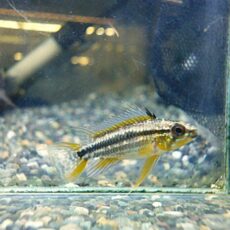 アピスト　ビタエニアータ　ペア　２０２６年３月６日入荷