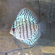 ブリリアントターコイズディスカス②　２０２６年１月２３日入荷