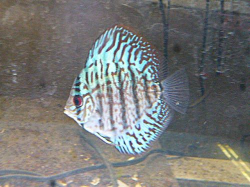 ブリリアントターコイズディスカス②　２０２６年１月２３日入荷