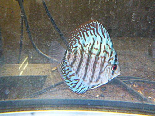 ブリリアントターコイズ・ディスカス