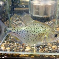 ブラックピラニア　ペルー　２０２６年３月３日入荷