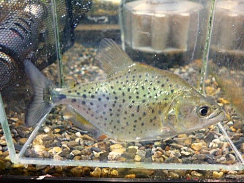 ブラックピラニア　ペルー　２０２６年３月３日入荷