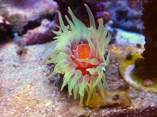 ウチウラタコアシサンゴ