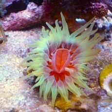 ウチウラタコアシサンゴ　スーパーイエロー　２０２６年３月１０日撮影