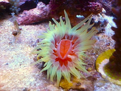 ウチウラタコアシサンゴ　スーパーイエロー　２０２６年３月１０日撮影