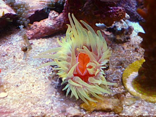 ウチウラタコアシサンゴ