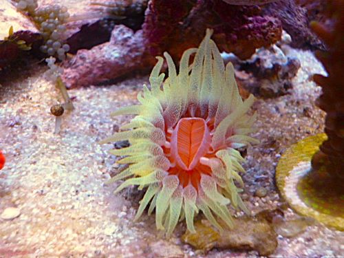 ウチウラタコアシサンゴ