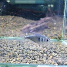 コバルトグリエミィテトラ　２０２６年３月７日入荷