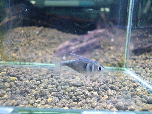 コバルトグリエミィテトラ　２０２６年３月７日入荷