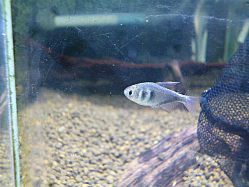 コバルトグリエミィテトラ