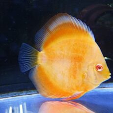 アルビノゴールデンディスカス①　２０２６年２月１３日入荷