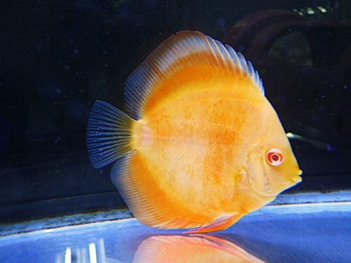 アルビノゴールデンディスカス①　２０２６年２月１３日入荷