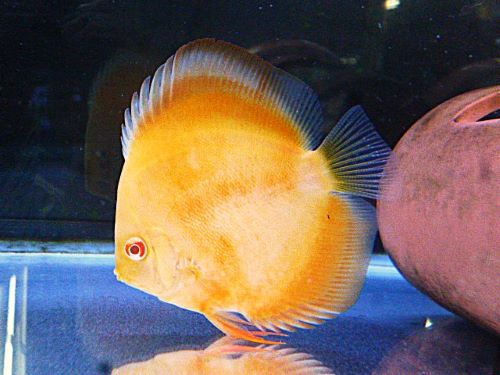 ゴールデン・ディスカス