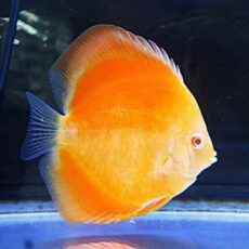 アルビノゴールデンディスカス②　２０２６年２月１３日入荷