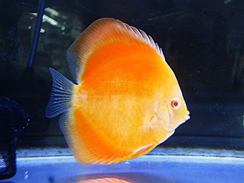 アルビノゴールデンディスカス②　２０２６年２月１３日入荷