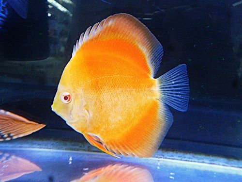 ゴールデン・ディスカス