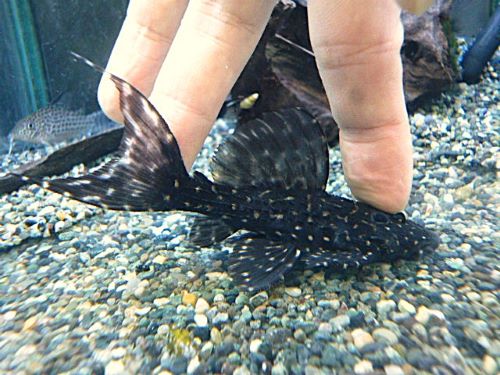 キングオブギャラクシートリムプレコ　２０２６年３月３日入荷