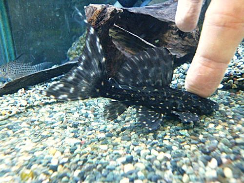 キングオブギャラクシートリムプレコ