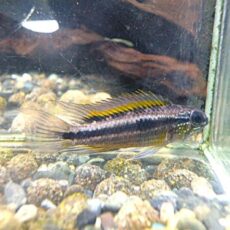 アピスト　ビタエニアータ　ナナイ　ペア①　２０２６年３月７日入荷