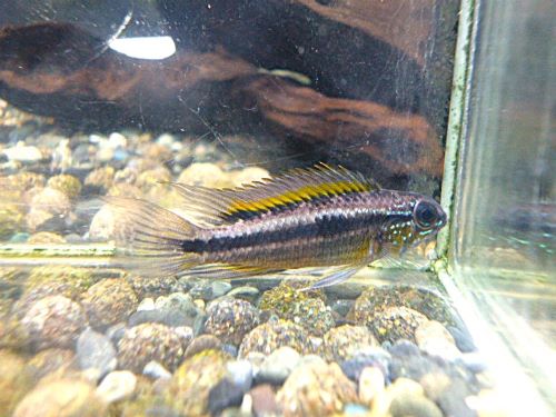 アピスト　ビタエニアータ　ナナイ　ペア①　２０２６年３月７日入荷