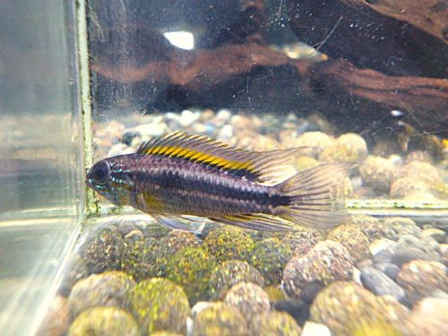 ビタエニアータ