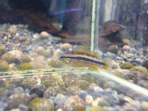 ビタエニアータ