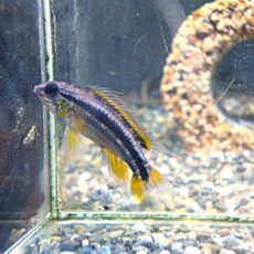 アピスト　ビタエニアータ　ナナイ　ペア②　２０２６年３月７日入荷