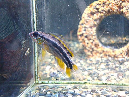 アピスト　ビタエニアータ　ナナイ　ペア②　２０２６年３月７日入荷