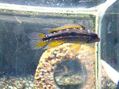 ビタエニアータ