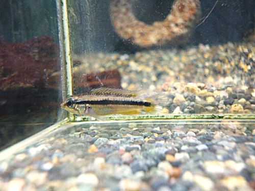 ビタエニアータ