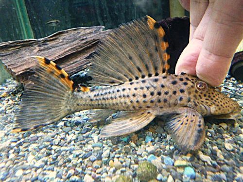 タイガーフィンサタンプレコ