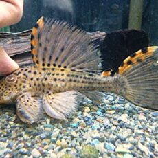 タイガーフィンサタンプレコ　２０２６年２月２６日入荷