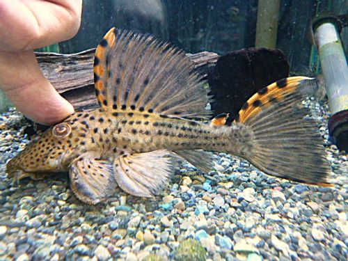 タイガーフィンサタンプレコ　２０２６年２月２６日入荷