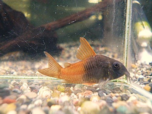 コリドラス　ビーコンコロール