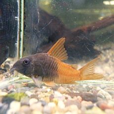 コリドラス　ビーコンコロール②　２０２６年２月２６日入荷