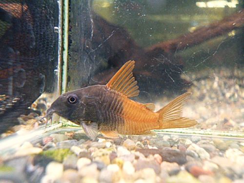 コリドラス　ビーコンコロール②　２０２６年２月２６日入荷