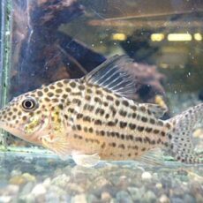 コリドラス　セミロングノーズアラグアイエンシス①　２０２６年３月１２日入荷