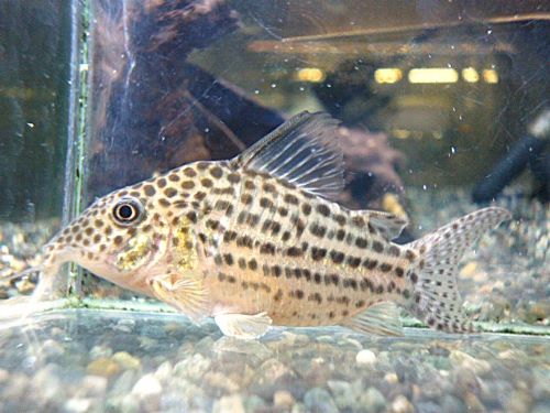 コリドラス　セミロングノーズアラグアイエンシス①　２０２６年３月１２日入荷