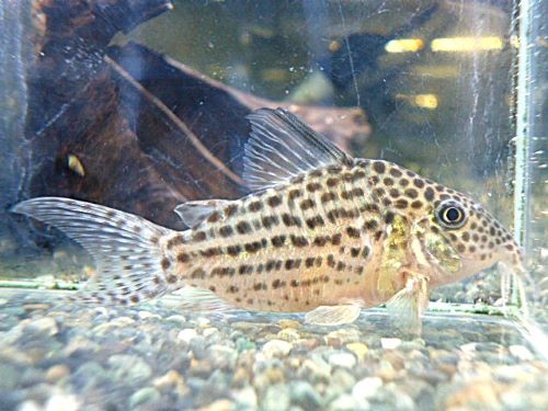 コリドラス　セミロングノーズアラグアイエンシス