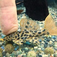 オレンジフィンレオパードトリムプレコ①　２０２６年３月７日入荷