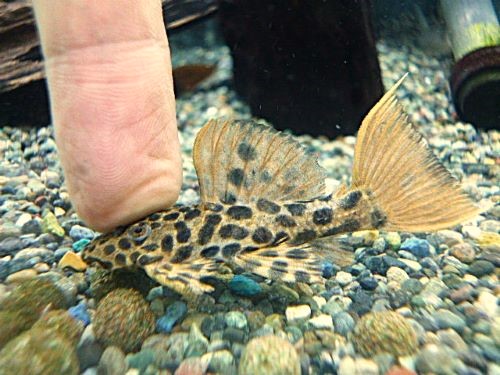 オレンジフィンレオパードトリムプレコ①　２０２６年３月７日入荷