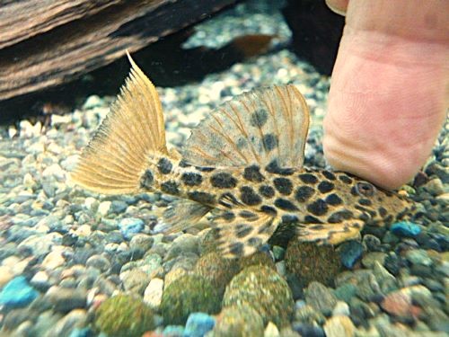 オレンジフィンレオパードトリムプレコ