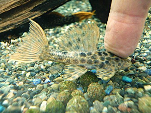 オレンジフィンレオパードトリムプレコ