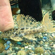 オレンジフィンレオパードトリムプレコ②　２０２６年３月７日入荷