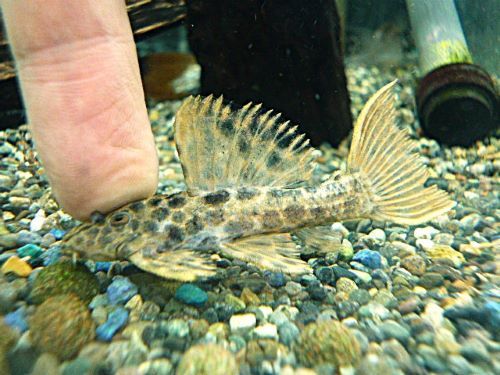 オレンジフィンレオパードトリムプレコ②　２０２６年３月７日入荷