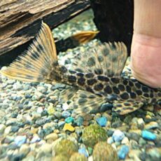 オレンジフィンレオパードトリムプレコ③　２０２６年３月７日入荷